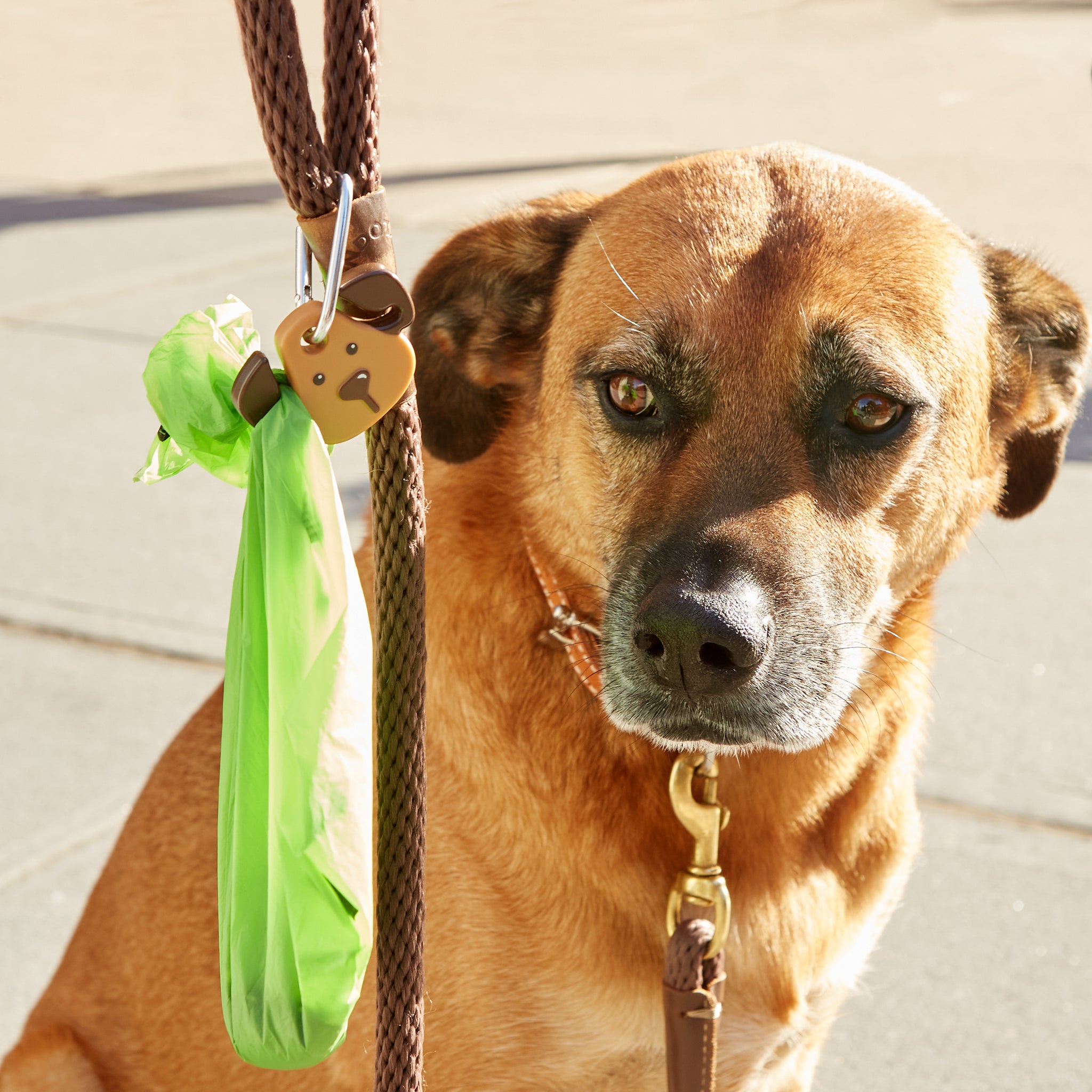 Dog store lead light