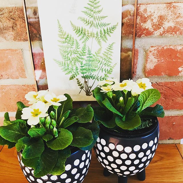 Black and white store plant pot