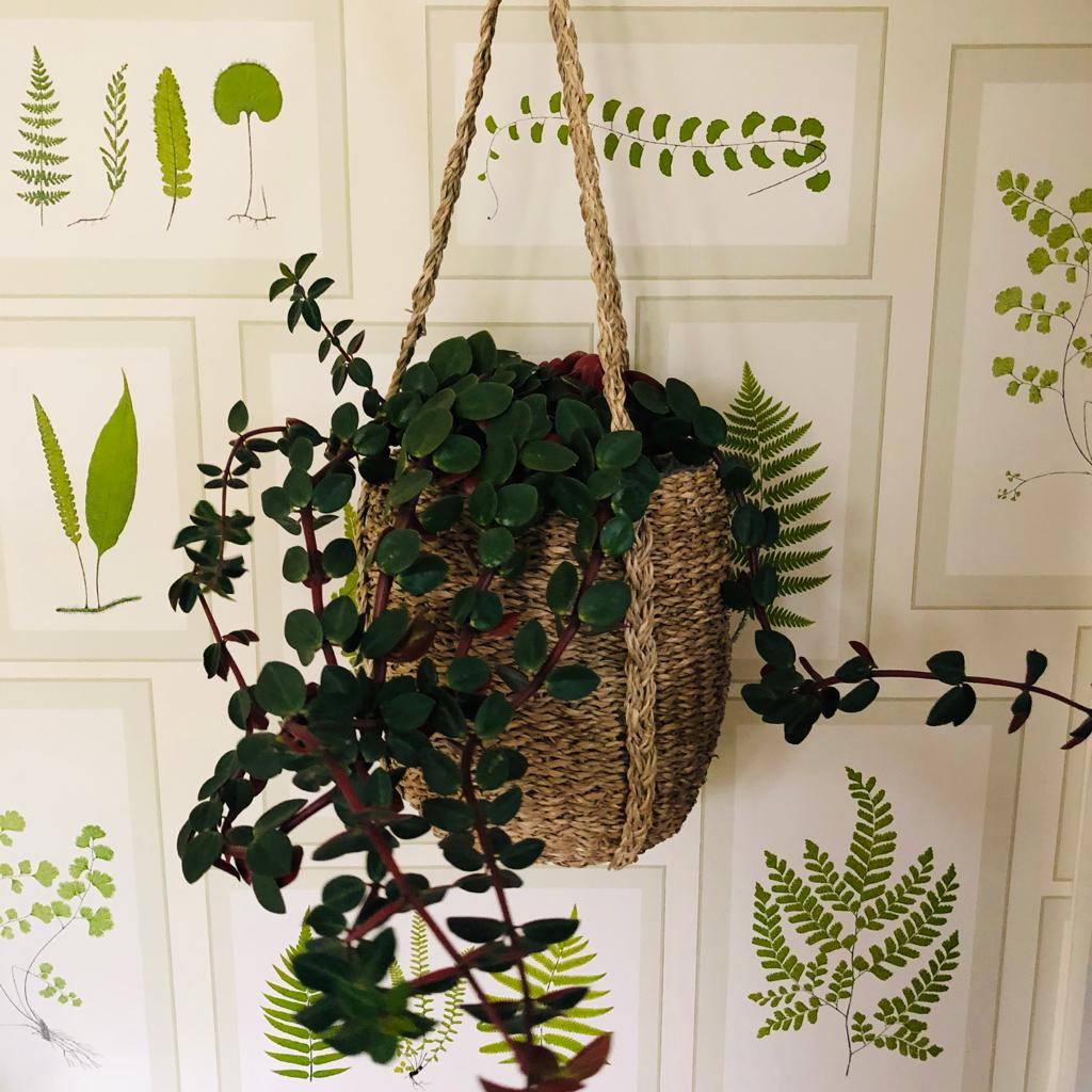 Seagrass Hanging Planter-ad&i